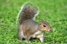 squirrel_on_grass